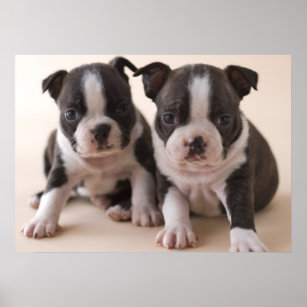 Zwei Boston Terrier Welpen Poster