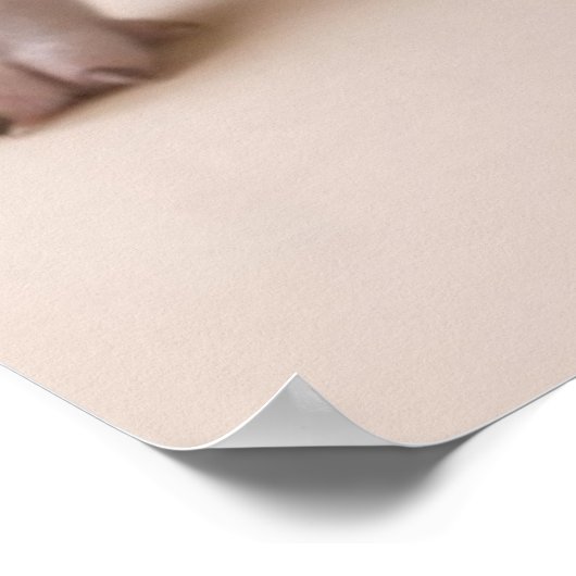 Zwei Boston Terrier Welpen Poster (Ecke)