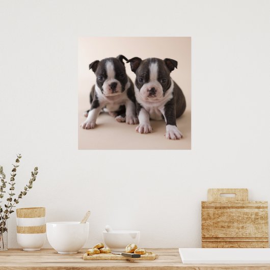 Zwei Boston Terrier Welpen Poster (Küche)