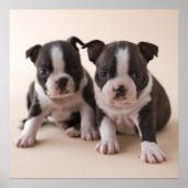 Zwei Boston Terrier Welpen Poster (Vorne)