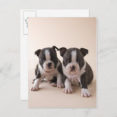 Zwei Boston Terrier Welpen Postkarte (Vorne/Hinten)