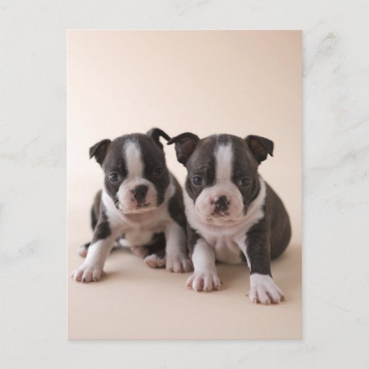 Zwei Boston Terrier Welpen Postkarte (Vorderseite)
