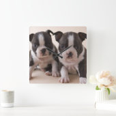 Zwei Boston Terrier Welpen Quadratische Wanduhr (Zuhause)