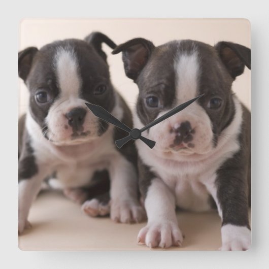 Zwei Boston Terrier Welpen Quadratische Wanduhr (Vorderseite)