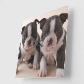 Zwei Boston Terrier Welpen Quadratische Wanduhr (Winkel)