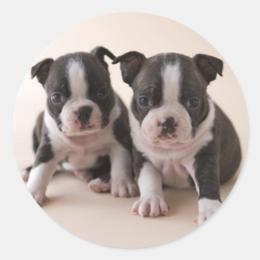 Zwei Boston Terrier Welpen Runder Aufkleber (Vorderseite)