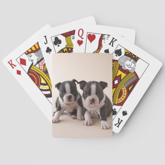 Zwei Boston Terrier Welpen Spielkarten (Rückseite)