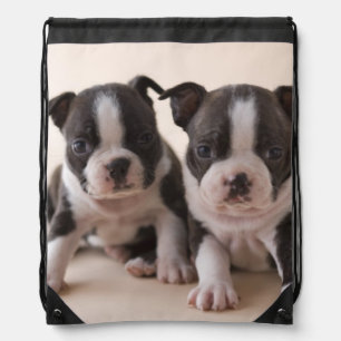Zwei Boston Terrier Welpen Turnbeutel