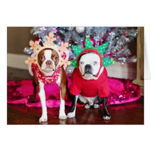 Zwei Boston Terriers