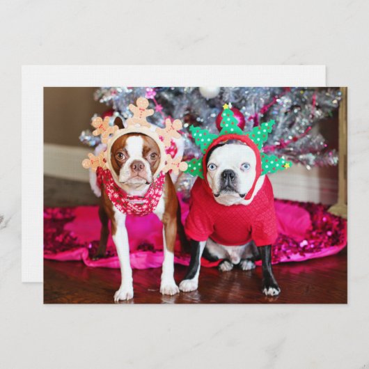 Zwei Boston Terriers (Vorne/Hinten)