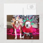 Zwei Boston Terriers Postkarte (Vorne/Hinten)