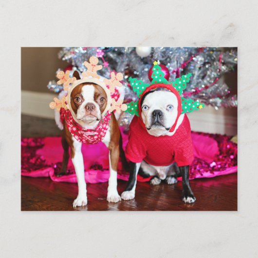 Zwei Boston Terriers Postkarte (Vorderseite)