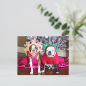 Zwei Boston Terriers Postkarte (Stehend Vorderseite)