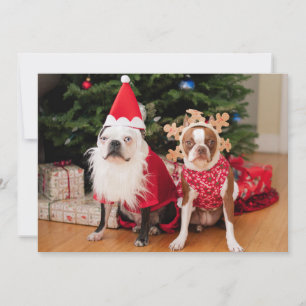 Zwei Bostoner Terrier in Weihnachtskostümen Feiertagskarte
