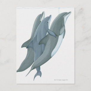Zwei Bottlenosierte Delphine Postkarte