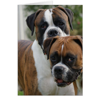 Zwei Boxer-Hunde
