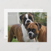 Zwei Boxer-Hunde Postkarte (Vorne/Hinten)