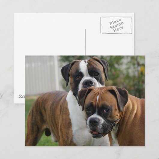 Zwei Boxer-Hunde Postkarte (Vorne/Hinten)