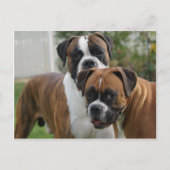 Zwei Boxer-Hunde Postkarte (Vorderseite)