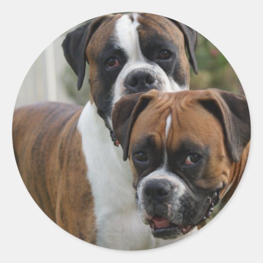Zwei Boxer-Hunde Runder Aufkleber (Vorderseite)