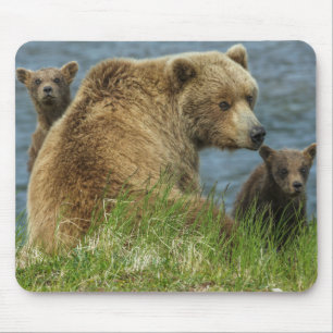 Zwei Braunbärenjunge mit Mutter am Wasser Mousepad