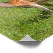 Zwei braune Hirsche im Gras Poster (Ecke)