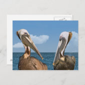 Zwei braune Pelikane Postkarte (Vorne/Hinten)