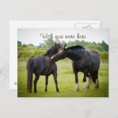 Zwei braune Pferde Postkarte (Vorne/Hinten)