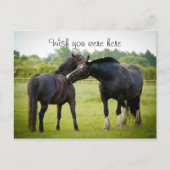Zwei braune Pferde Postkarte (Vorderseite)