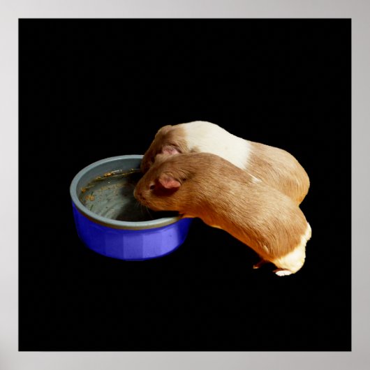 zwei braune und weiße Guinea, Poster (Vorne)