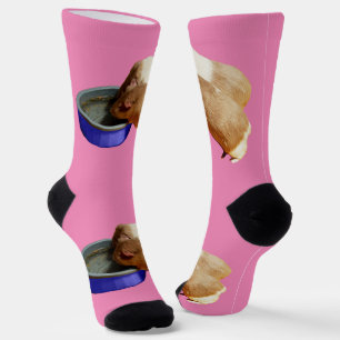 Zwei braune und weiße Guinea trinkende Schweine, S Socken