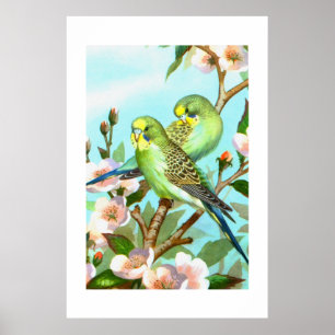 Zwei Budgerigis Poster