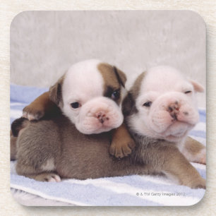 Zwei Bulldoggenwelpen auf Tuch Untersetzer