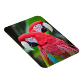 Zwei bunte Papageien drucken Magneten Magnet (Rechte Seite)