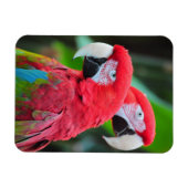 Zwei bunte Papageien drucken Magneten Magnet (Horizontal)