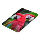 Zwei bunte Papageien drucken Magneten Magnet (Linke Seite)