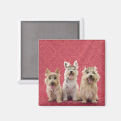 Zwei Cairin Terrier und ein Westie Magnet (Vorderseite/Rückseite)