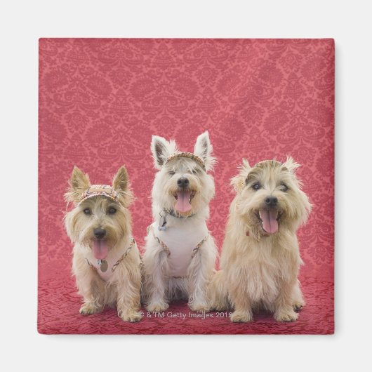 Zwei Cairin Terrier und ein Westie Magnet (Vorne)