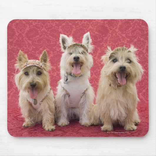 Zwei Cairin Terrier und ein Westie Mousepad (Vorne)