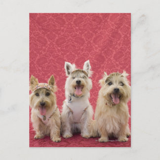 Zwei Cairin Terrier und ein Westie Postkarte