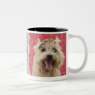Zwei cairin Terrier und ein westie Zweifarbige Tasse