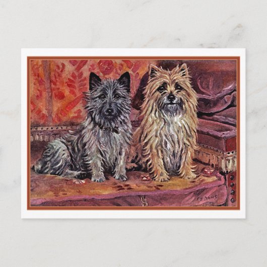 Zwei Cairn-Terrier Postkarte (Vorderseite)