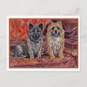 Zwei Cairn Terriers Postkarte (Vorderseite)