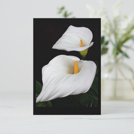 Zwei Calla Lilies #9 (Stehend Vorderseite)