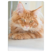 Zwei Cat-Fotos Klemmbrett (Rückseite)