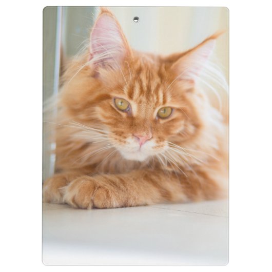 Zwei Cat-Fotos Klemmbrett (Rückseite)