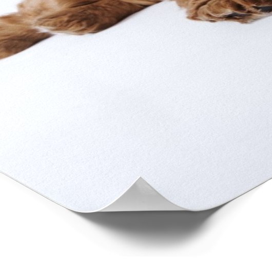 Zwei Cavalier King Charles Spaniel Welpen Poster (Ecke)
