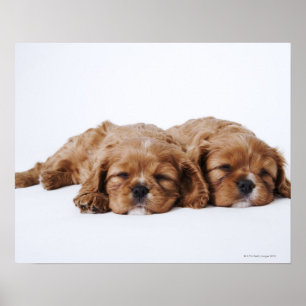 Zwei Cavalier King Charles Spaniel Welpen Poster