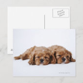 Zwei Cavalier King Charles Spaniel Welpen Postkarte (Vorne/Hinten)