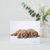 Zwei Cavalier King Charles Spaniel Welpen Postkarte (Stehend Vorderseite)